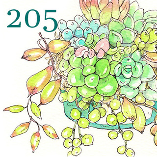 205.jpg